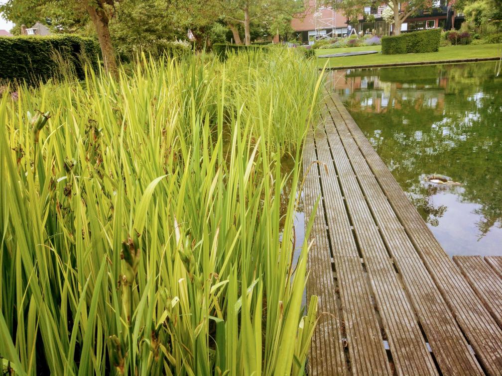 IMAG3403~2 Maatwerk zwemvijver